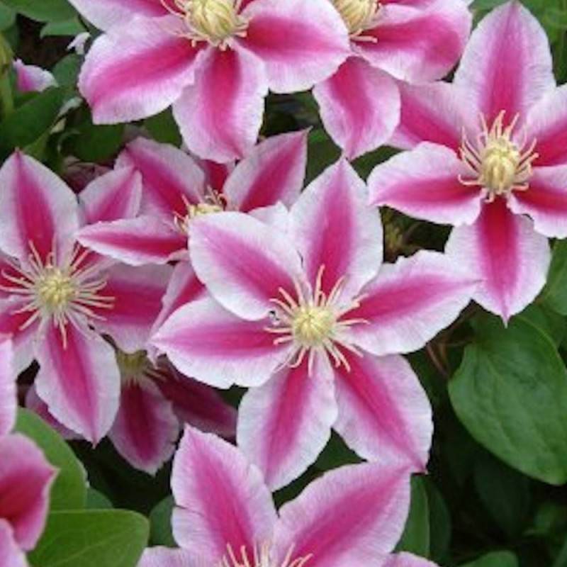 Clématite Angela® 'zoang' à fleurs Rose - feuillage Caduc - Pot de 2L - Tuteur bambou 60/90 cm-  hauteur à maturité De 2,50 m à 3,00 m - Imagen 5