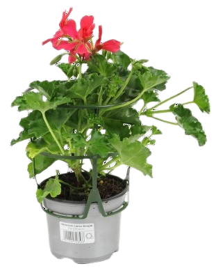 Géranium lierre simple pot de 10,5cm - Image 1