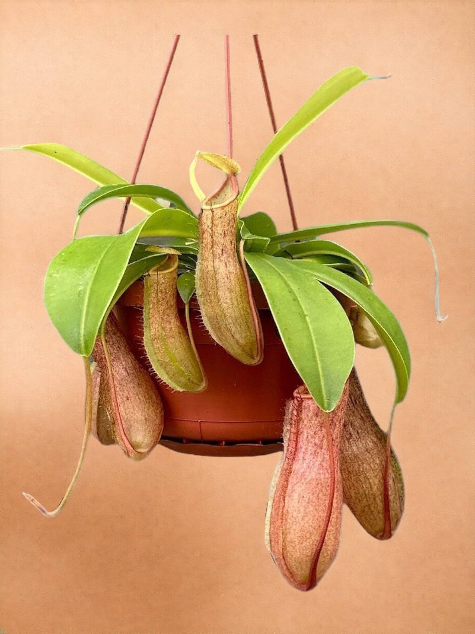 Nepenthes Monkey Jars Linda- La Green Touch