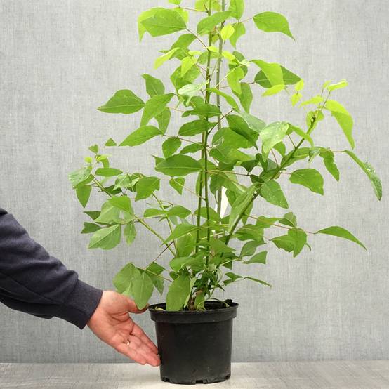 Erythrina x bidwillii - Arbre corail Pot de 2L/3L - Image 2