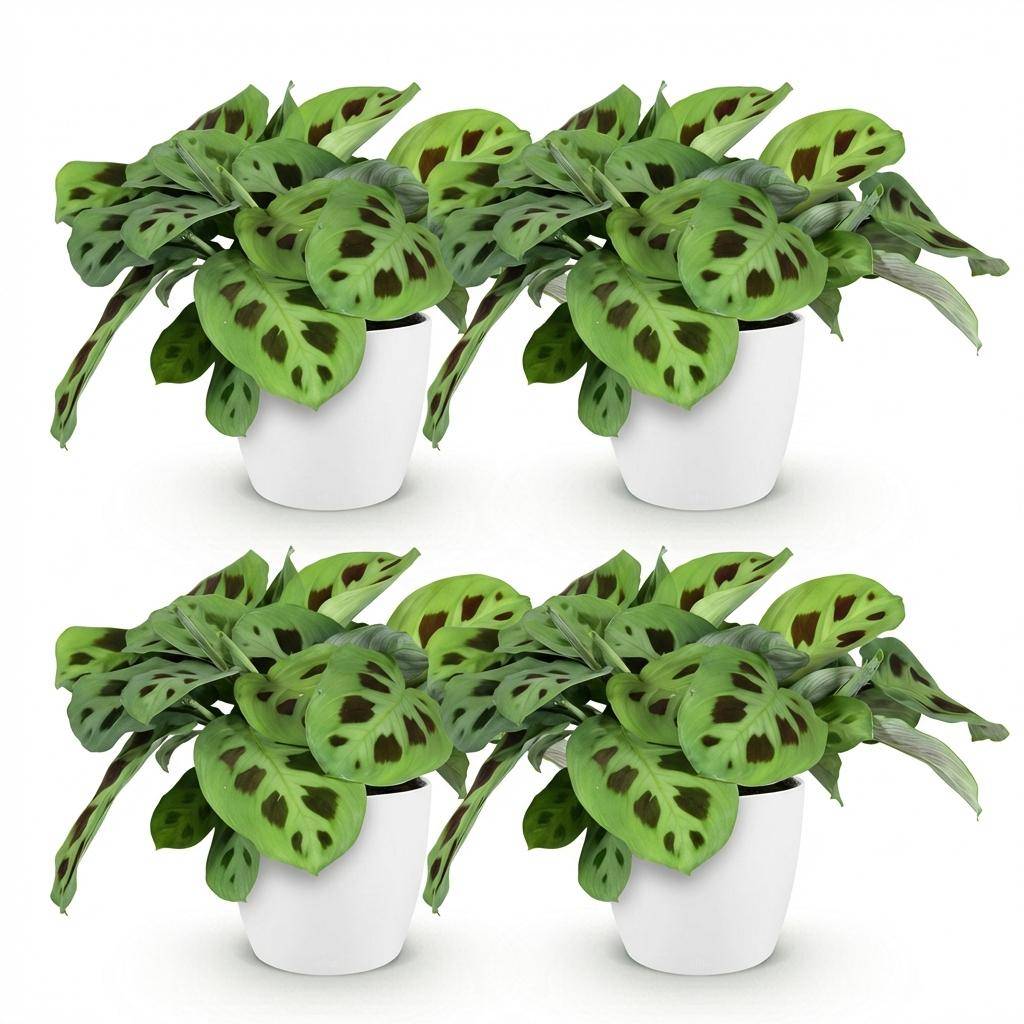 Maranta Fascinator Kerchoveana - H35cm - Image 4