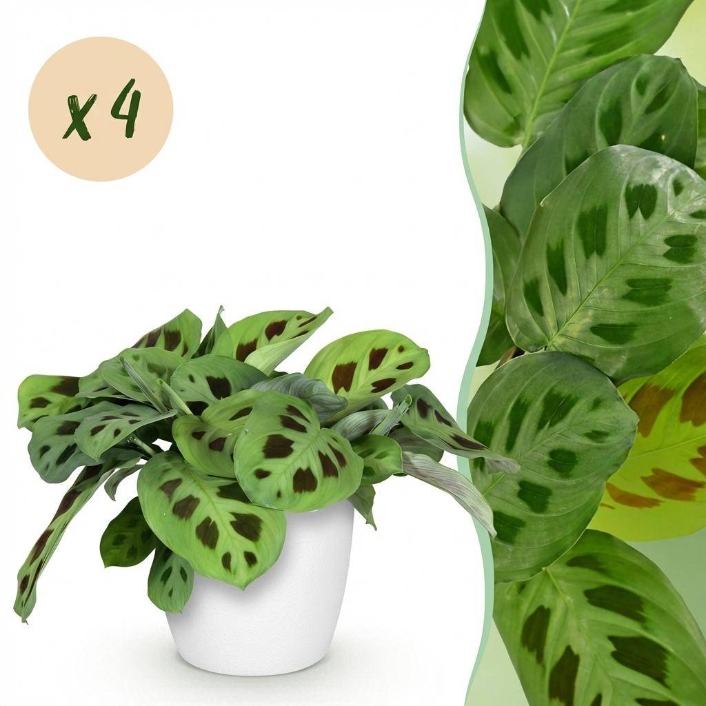 Maranta Fascinator Kerchoveana - H35cm - Image 3