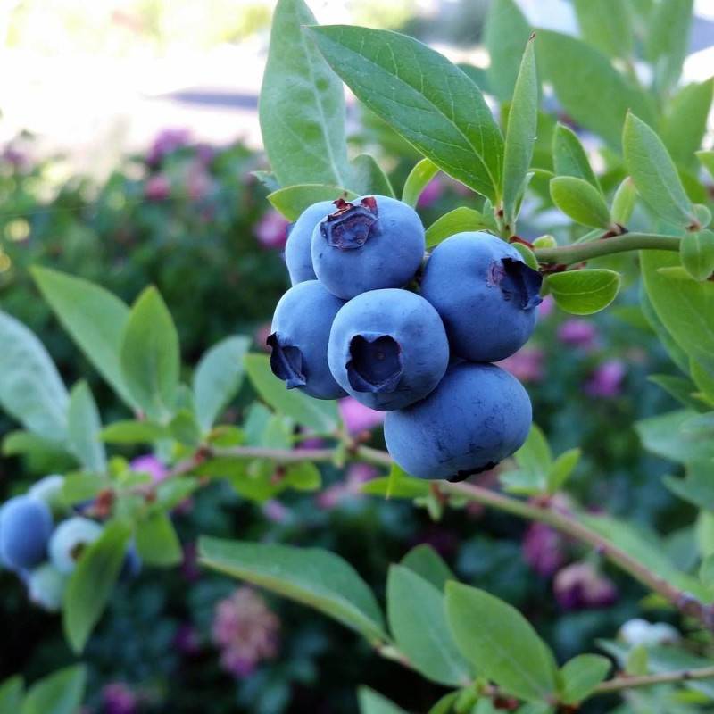 Myrtille Blue Suede® 'TH682f', Myrtillier - Excellent rendement - Pot de 3L - 30/60 cm - De 0,50 m à 1,00 m - Imagen 1