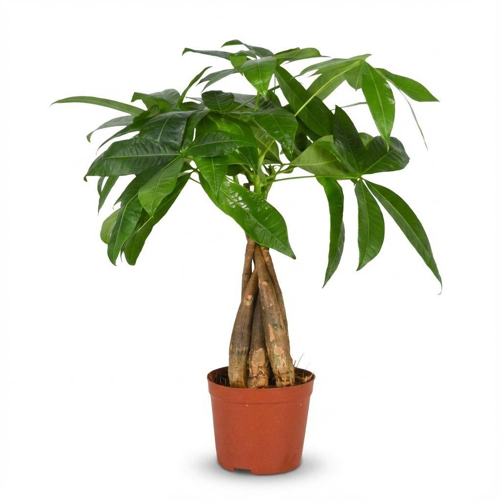Pachira Aquatica - Arbre à argent - Pot de 12cm - Hauteur 40 - 50cm - Plantes d'intérieur - Image 2