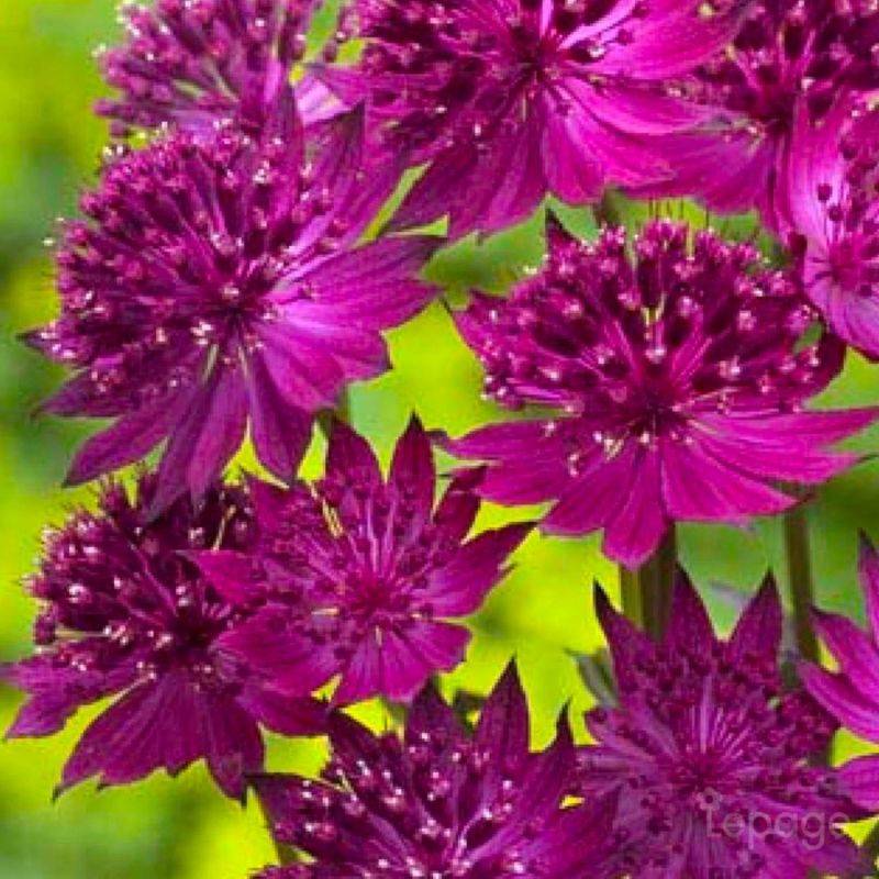 3 Grande Astrances 'Venice' (Astrantia Major 'Venice') - Lot de 3 vivaces - Pépinières Naudet