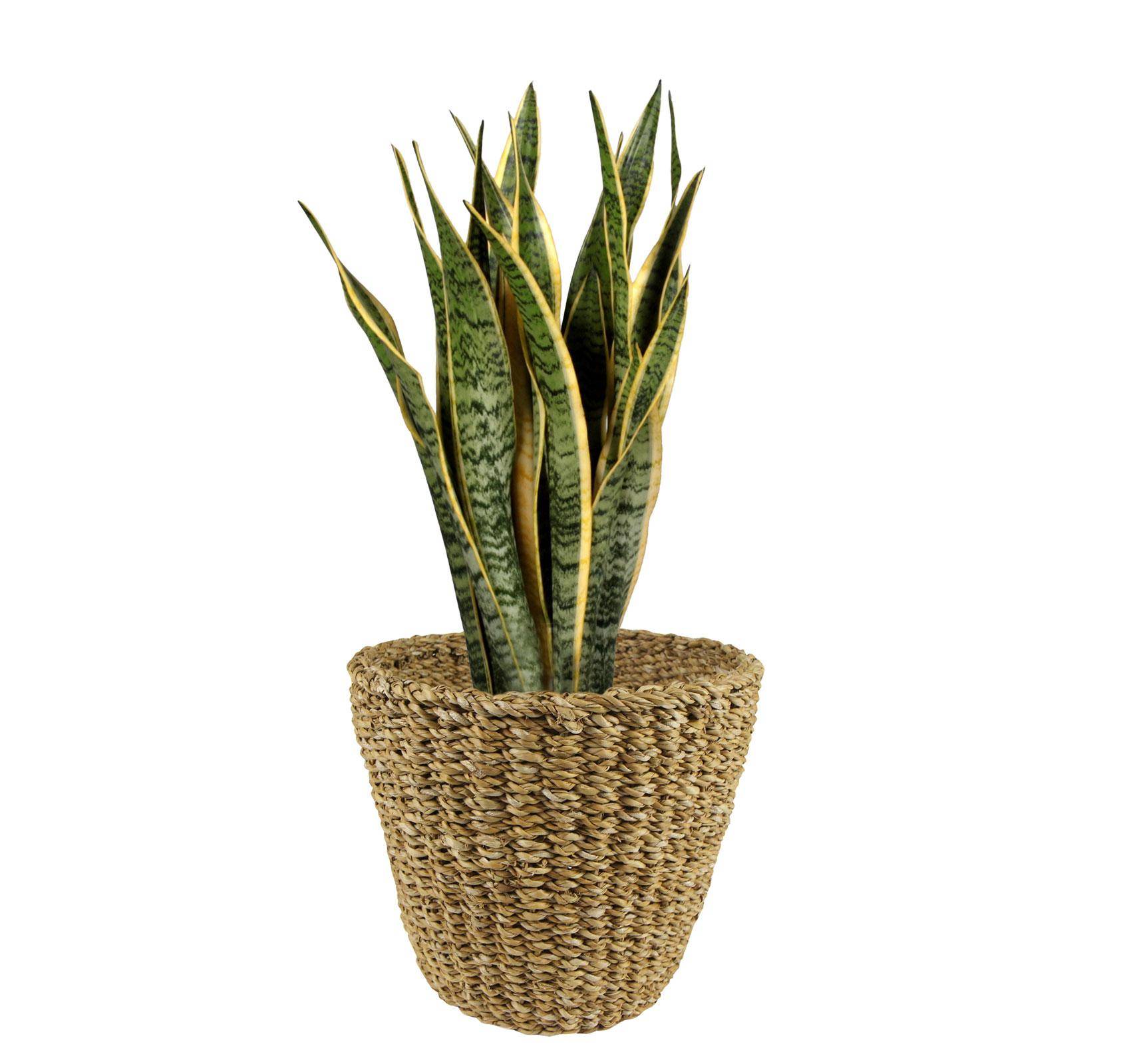 PANGIVO - Panier cache-pot jonc de mer naturel 26 x 26 x 23 cm - PANGIVO - Image 4