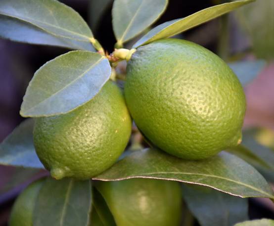 0 - Citrus aurantifolia bears (citron vert gros fruit) Pot de 10 litres - 140/160 cm - Image 3