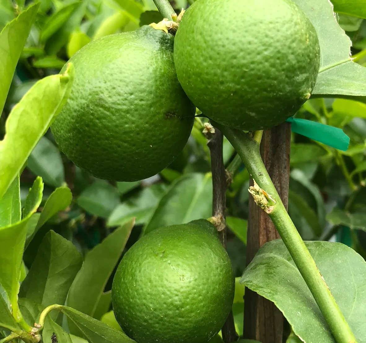0 - Citrus aurantifolia bears (citron vert gros fruit) Pot de 10 litres - 140/160 cm - Image 1