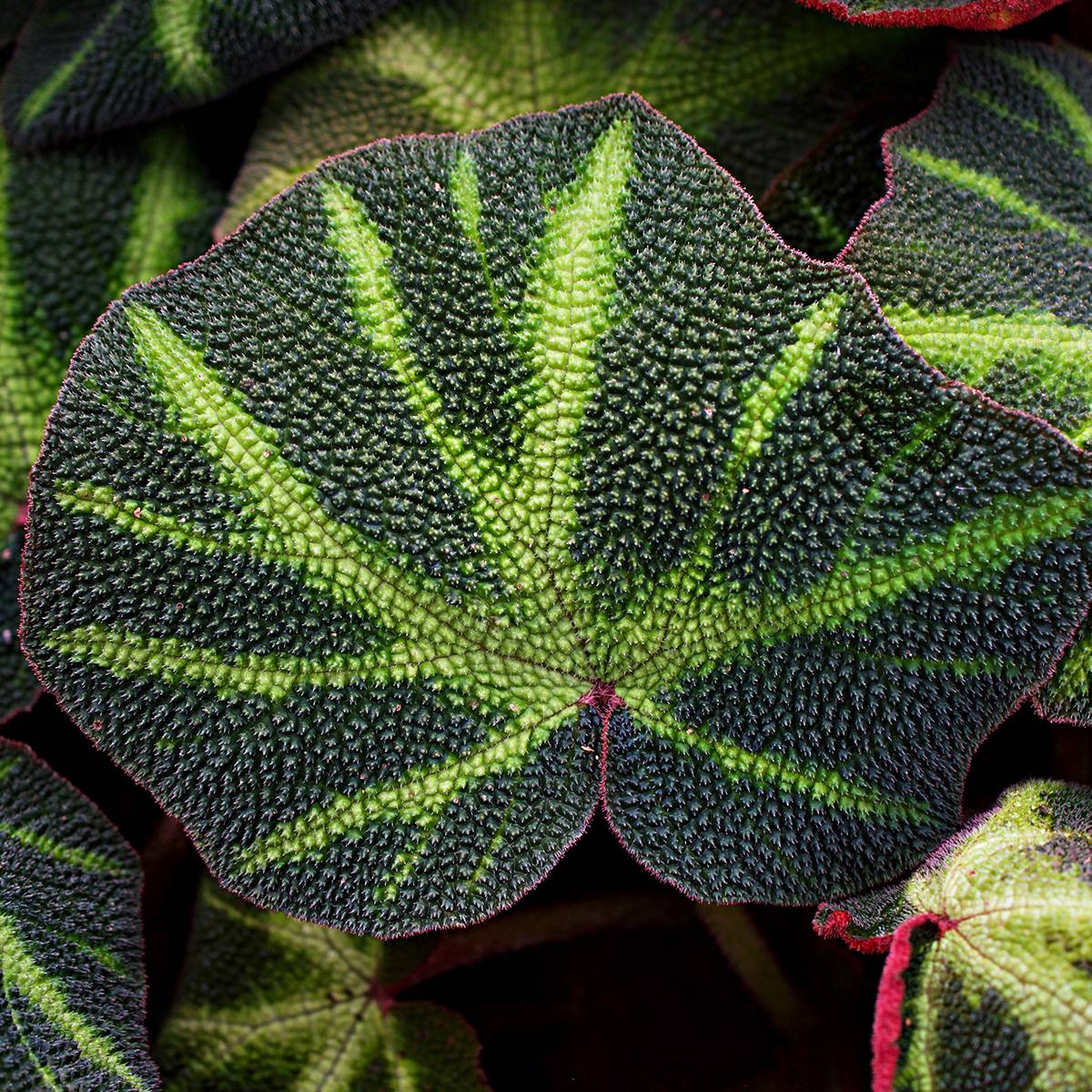 Begonia Rex Soli Mutata Mini-plante