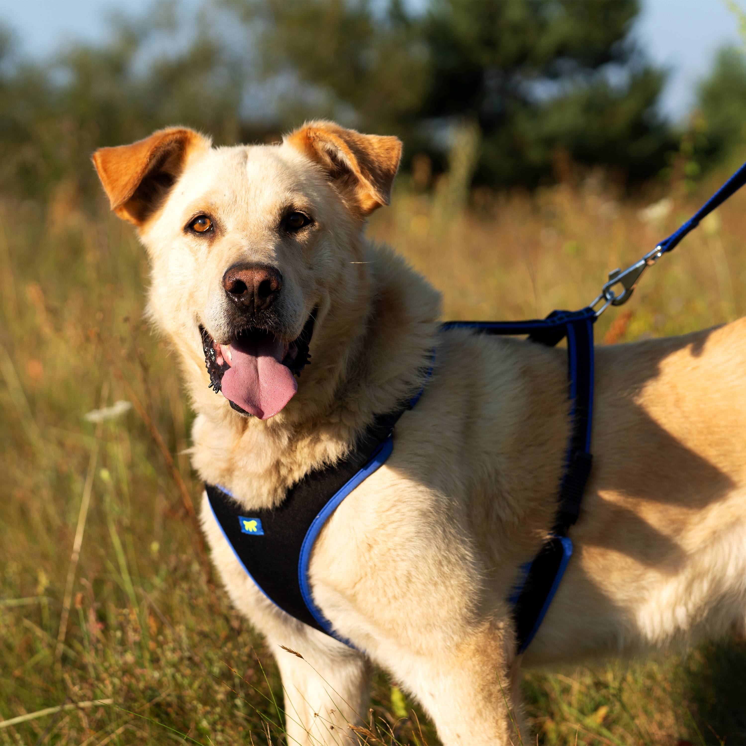 Ferplast - Ferplast Harnais pour chien grande taille ERGOCOMFORT EXTRA LARGE, Harnais pour chien réglable, Confortable, Rembourré, Fermeture double - Imagen 3
