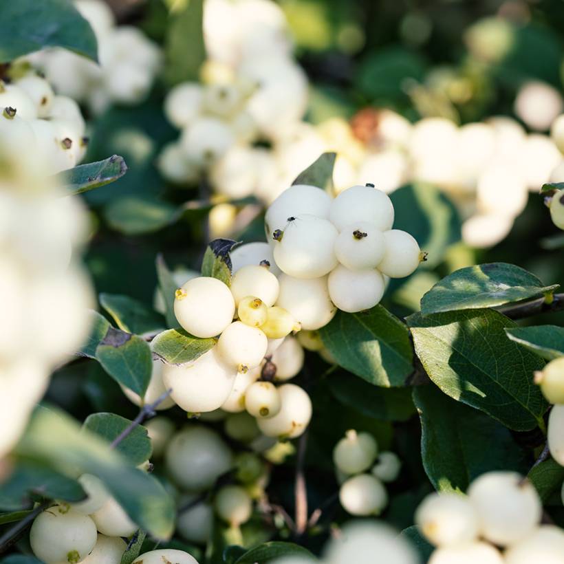 Symphorine - Symphoricarpos doorenbosii White Hedge Pot de 2L/3L