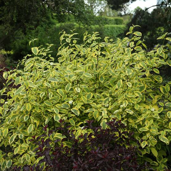 Cornus sericea Hedgerow's Gold - Cornouiller stolonifère Pot de 3L/4L