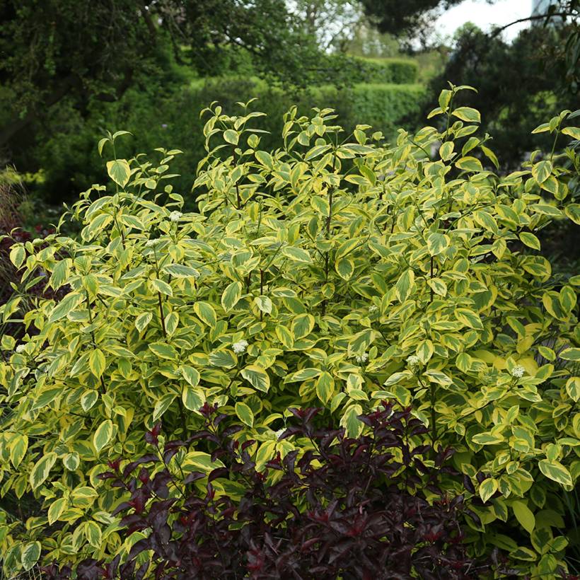 Cornus sericea Hedgerow's Gold - Cornouiller stolonifère Pot de 3L/4L