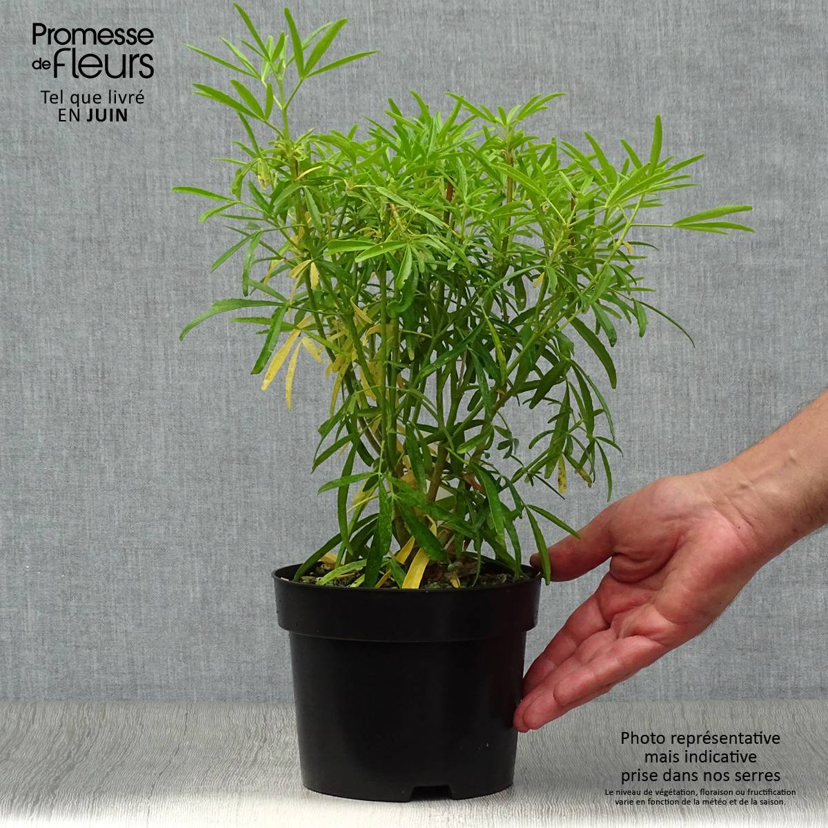 Choisya Aztec Pearl - Oranger du Mexique Pot de 2L/3L - Image 2
