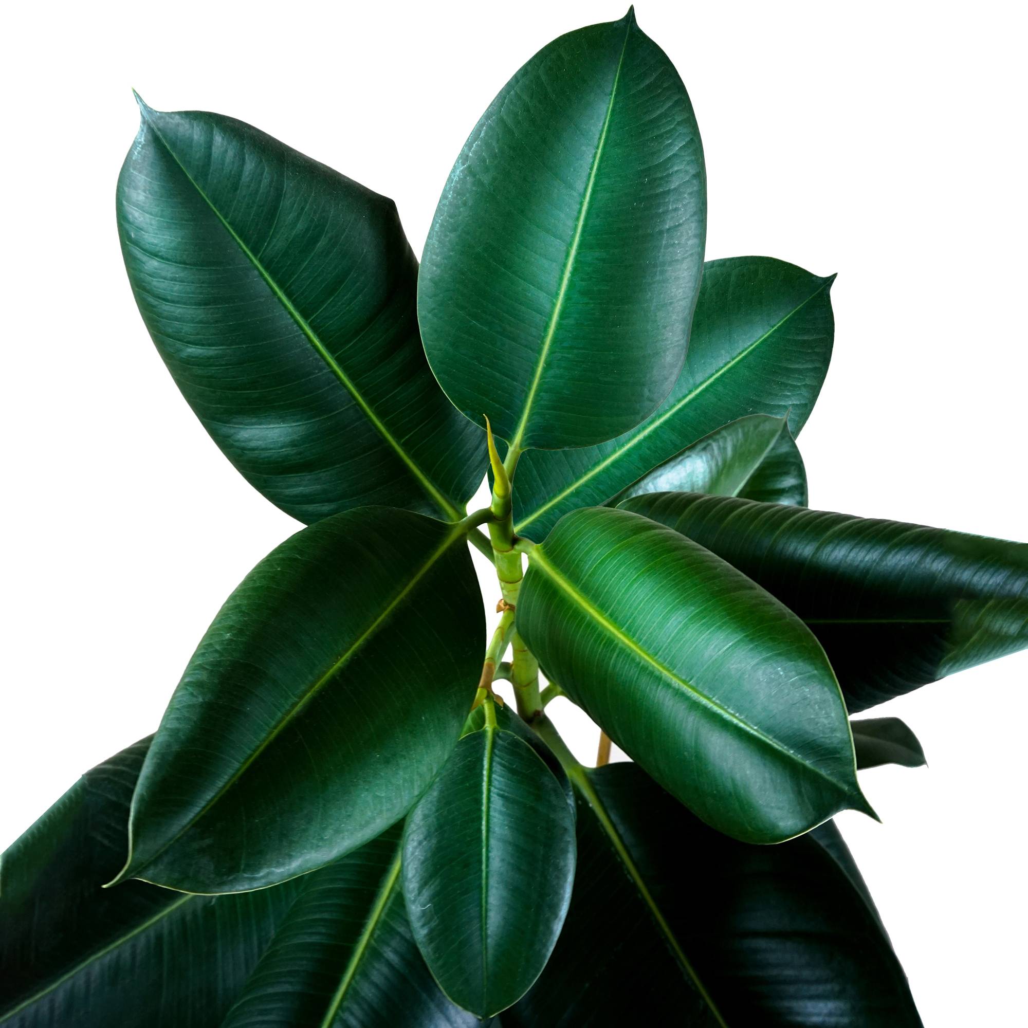 Gardenersdream - Ficus Robusta De Qualité – Arbre À Caoutchouc | Parfait Pour La Maison Ou Le Bureau | En Pot 30-40 Cm - GardenersDream - Imagen 3