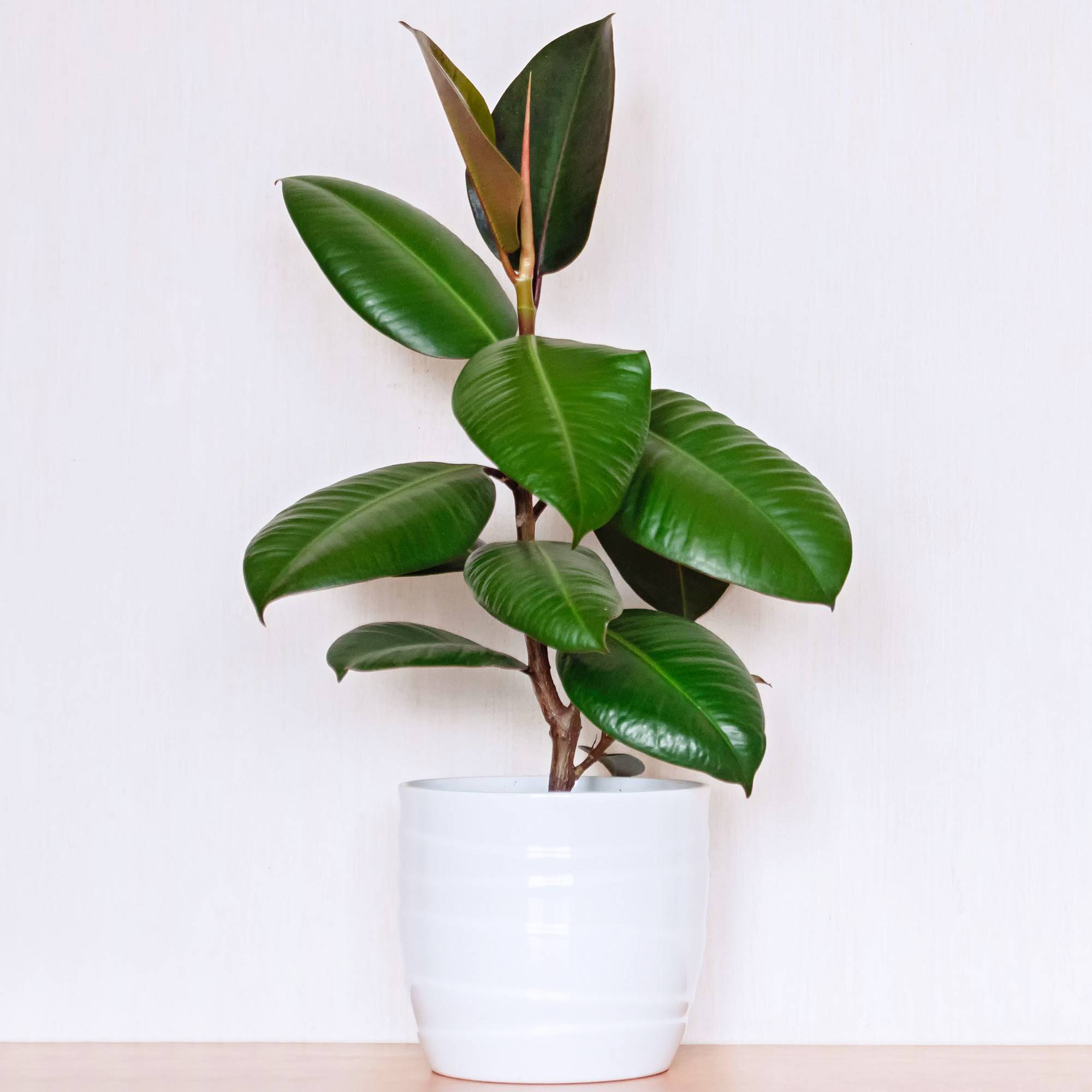 Gardenersdream - Ficus Robusta De Qualité – Arbre À Caoutchouc | Parfait Pour La Maison Ou Le Bureau | En Pot 30-40 Cm - GardenersDream - Imagen 1