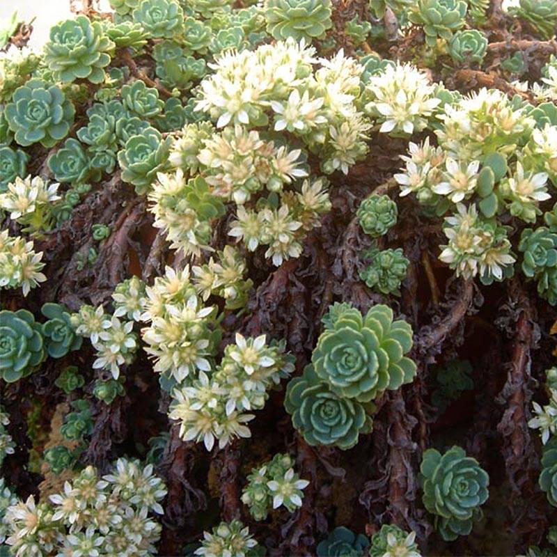 Sedum pachyclados - Orpin pachyclados Godet de 8/9 cm