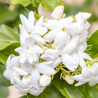 Promesse de Fleurs - Jasmin d'Arabie - Jasminum sambac Pot de 2L/3L