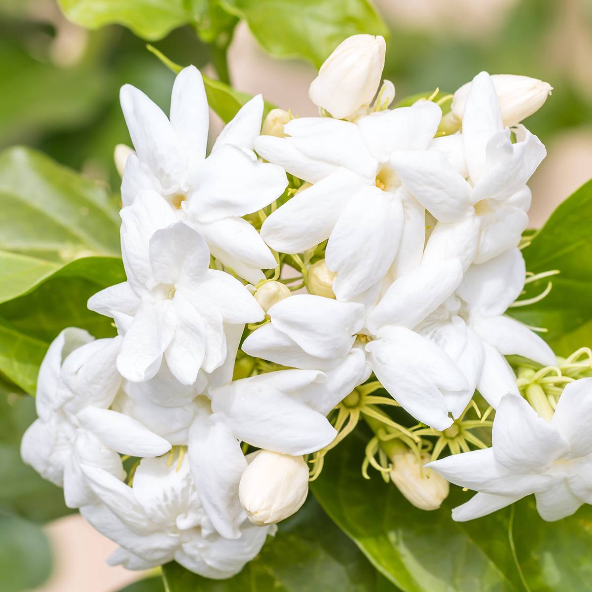 Jasmin d'Arabie - Jasminum sambac Pot de 2L/3L