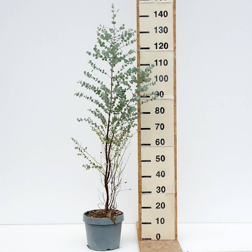 Eucalyptus gunnii Azura - Gommier cidre Pot de 6L/7L - Image 2