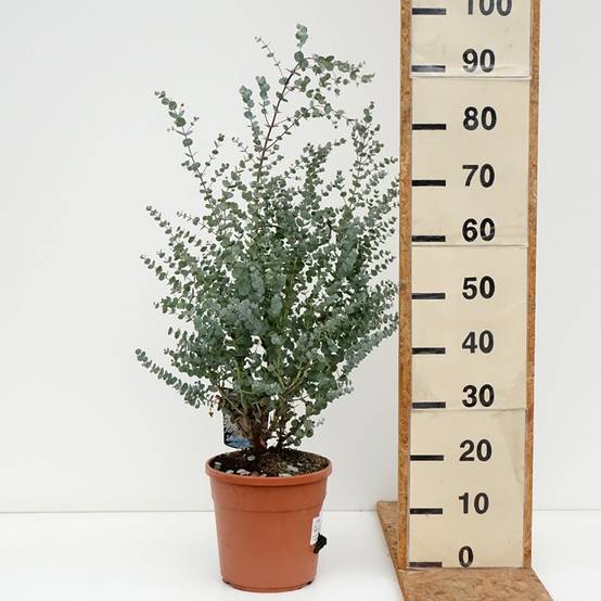 Eucalyptus gunnii Azura - Gommier cidre Pot de 6L/7L - Image 3