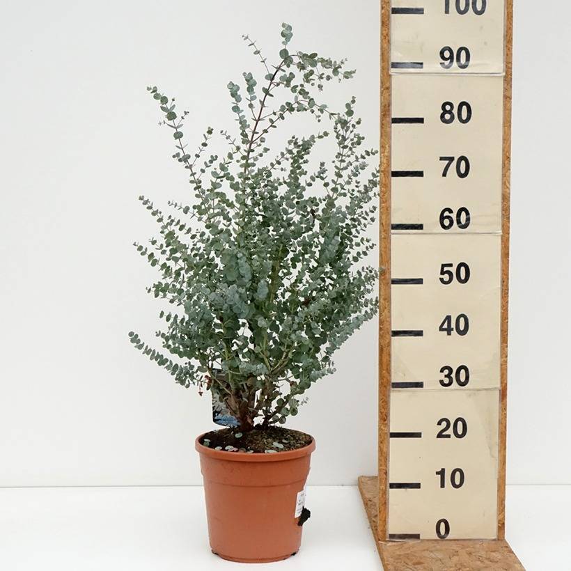 Eucalyptus gunnii Azura - Gommier cidre Pot de 6L/7L - Image 3