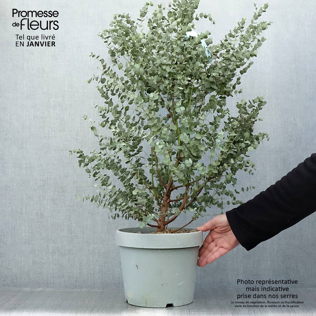 Eucalyptus gunnii Azura - Gommier cidre Pot de 6L/7L - Image 1