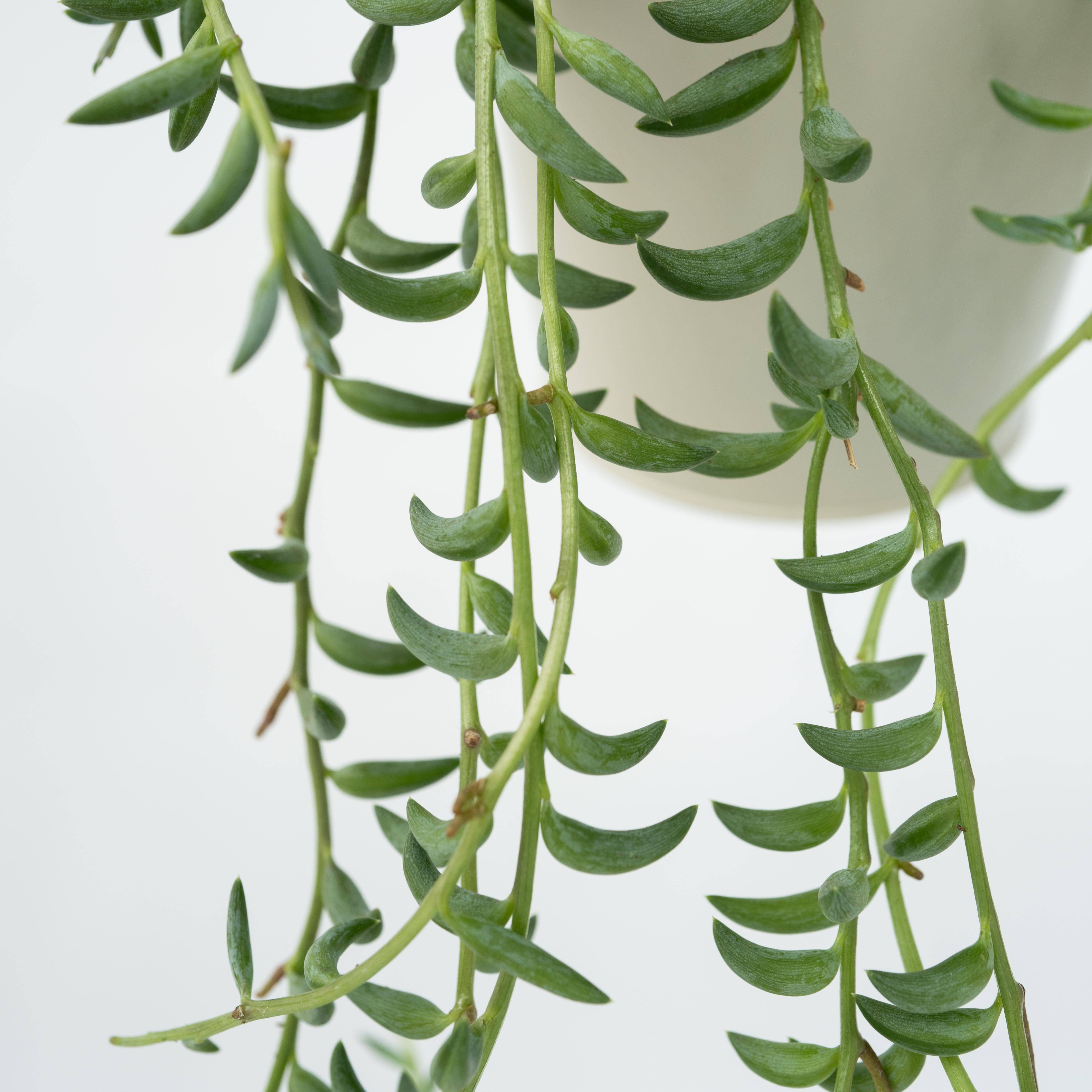 Plant In A Box - Collier de perles - Senecio radicans - Hauteur 10-20cm - ⌀12cm - Image 5