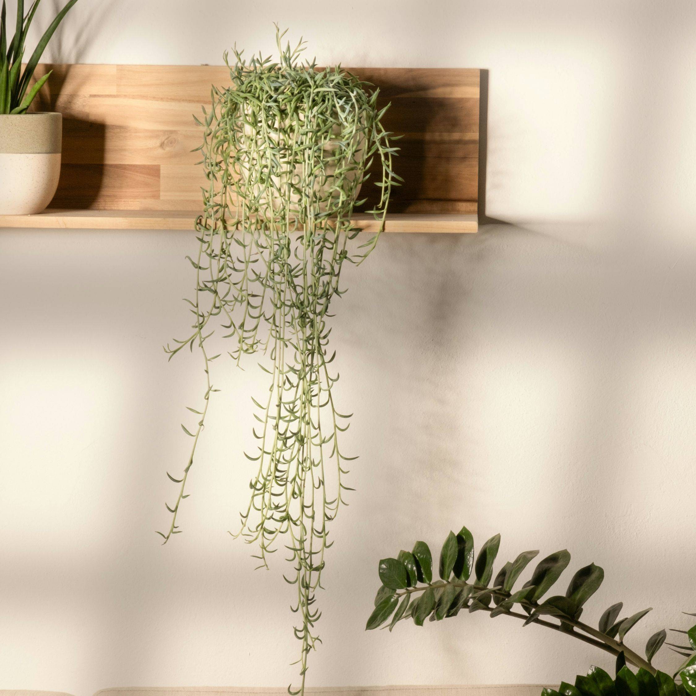 Plant In A Box - Collier de perles - Senecio radicans - Hauteur 10-20cm - ⌀12cm - Image 2