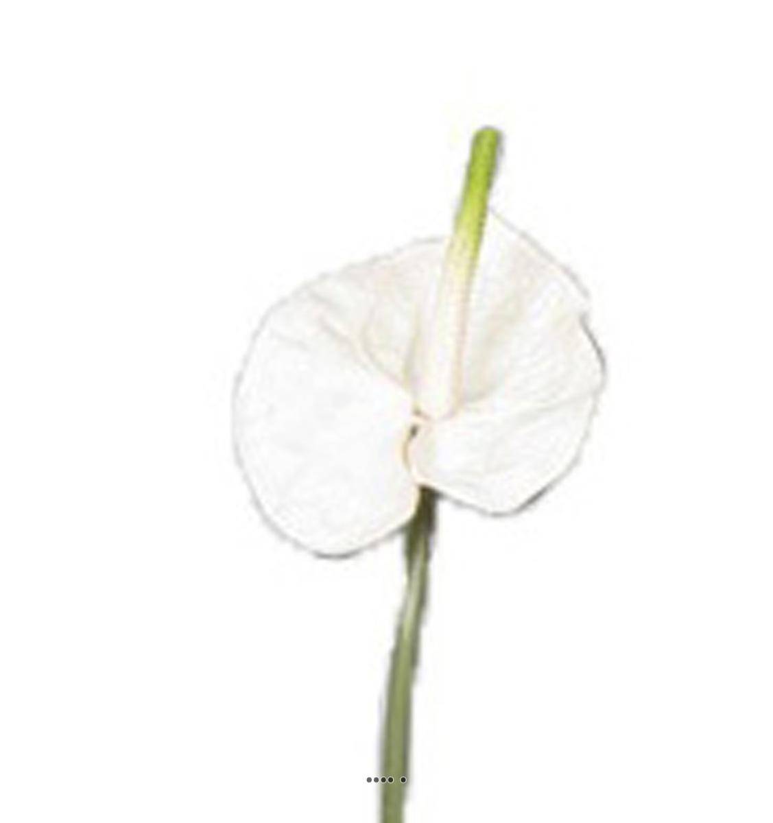 Artificielles - Tige Anthurium artificiel L 66 cm Crème - couleur: Crème - Imagen 2