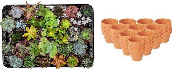 Lot de 30 Mini Succulentes avec cache-pot en Terre cuite - Mix surprise - Pot de 8cm - Hauteur 5-10cm - Plantes d'intérieur - Image 1