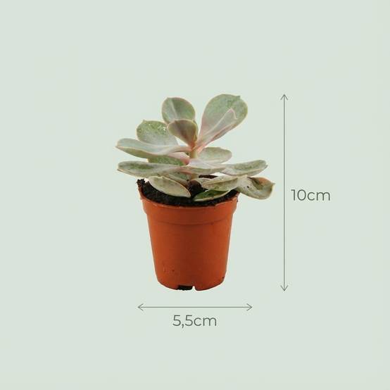 Lot de 30 Mini Succulentes avec cache-pot en Terre cuite - Mix surprise - Pot de 8cm - Hauteur 5-10cm - Plantes d'intérieur - Image 4