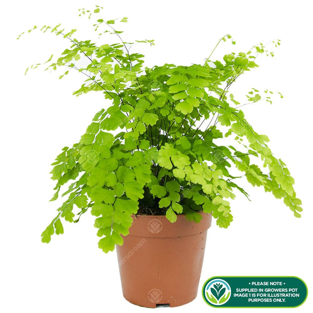 Gardenersdream - Adiantum Fragrans Delta Plante Tropicale Cheveux De Vénus Fougère D'Intérieur Vivante| Pot De 12 Cm - GardenersDream - Imagen 2