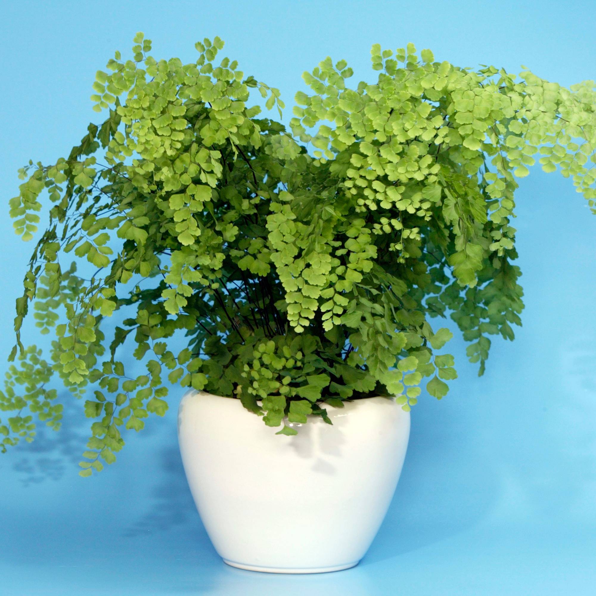 Gardenersdream - Adiantum Fragrans Delta Plante Tropicale Cheveux De Vénus Fougère D'Intérieur Vivante| Pot De 12 Cm - GardenersDream - Imagen 1