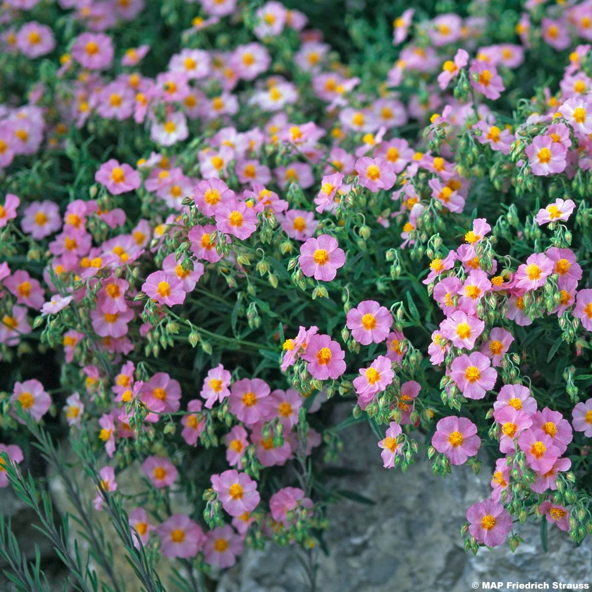 Helianthemum Lawrenson's Pink - Hélianthème rose et jaune Godet de 8/9 cm