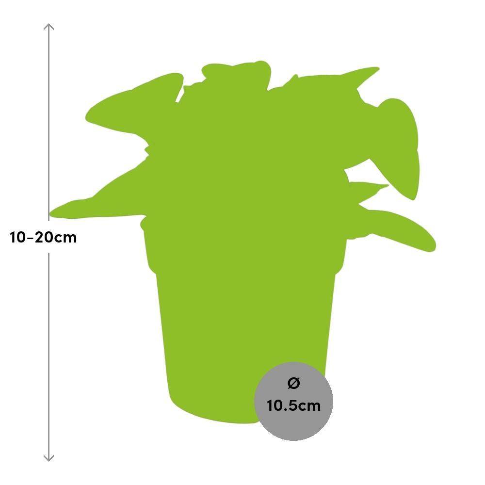 La Green Touch - Peperomia obtusifolia - H 15 cm, pot Ø10 cm - Image 2