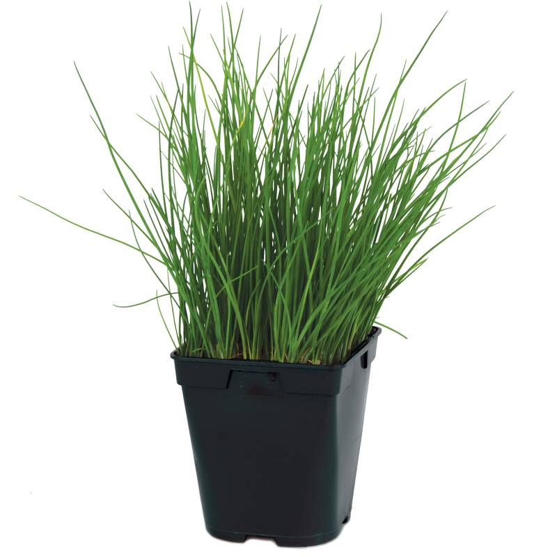 Ciboulette pot de 1 litre