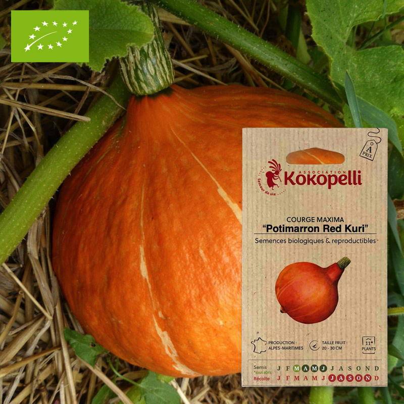 Courge Potimarron Red Kuri- Graines bio à semer - Imagen 1