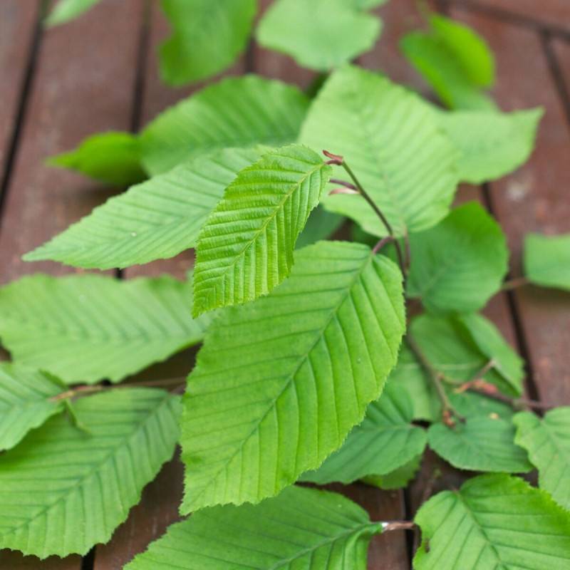 Charme fastigié, Carpinus - Godet - 5/20 cm - Imagen 1