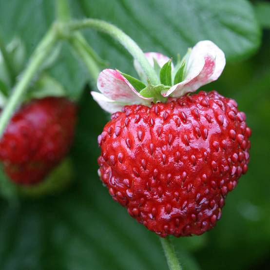 Graines de Fraisier des bois Mignonette - Fragaria vesca le sachet de 30 graines environ