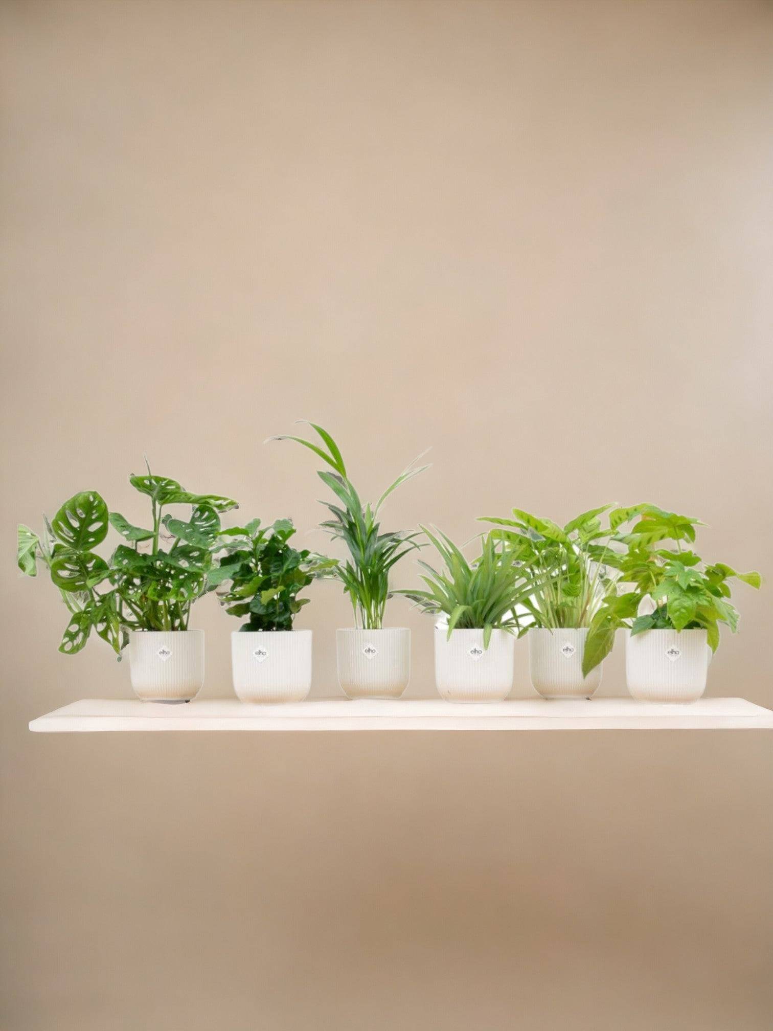 La Green Touch - Box surprise 6 plantes+ Cache-Pot- La Green Touch  - Hauteur 30cm - Imagen 1