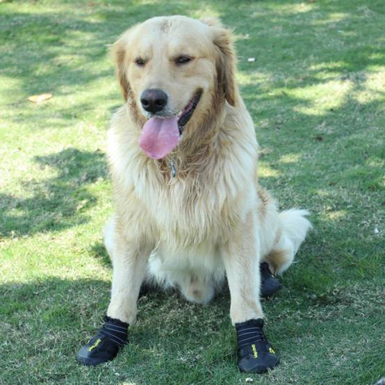 Bottes de protection pour chien s - IntiMeg - Image 4