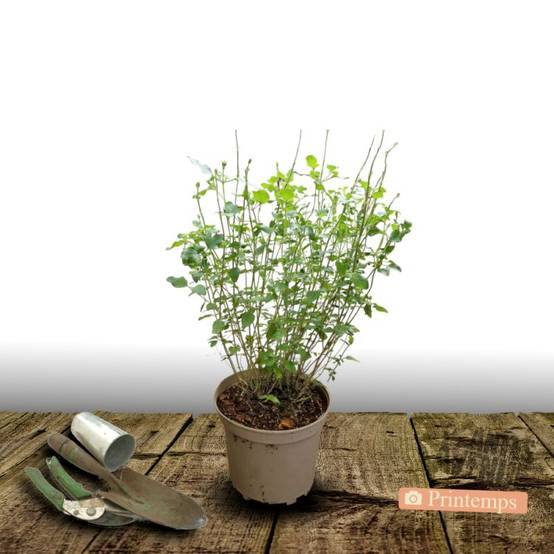 Sauge à petites feuilles Hot Lips® à fleurs Rouge - feuillage Caduc - Pot de 3L - 20/40 cm- hauteur à maturité De 0,50 m à 1,00 m - Image 5