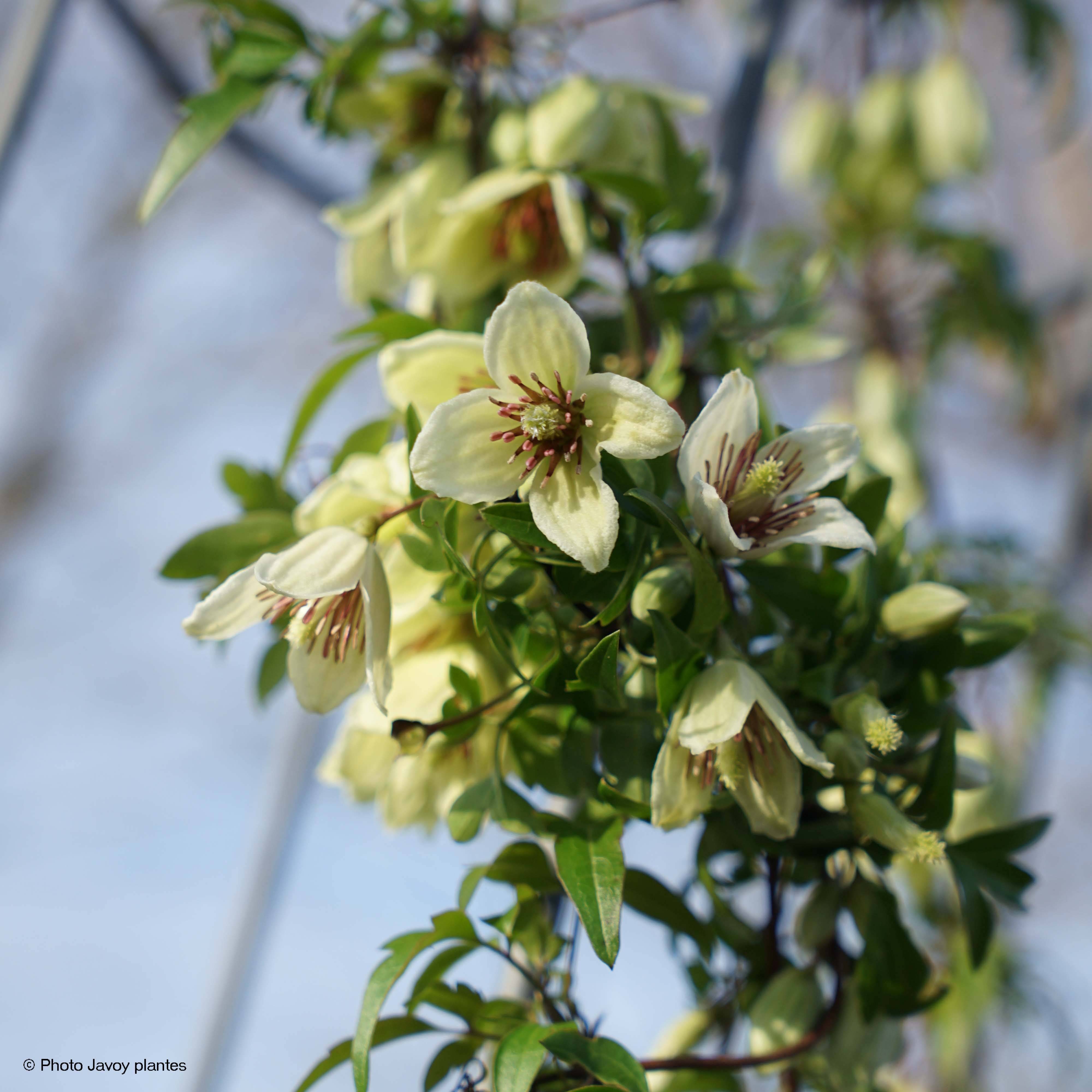 Promesse de Fleurs - Clématite Christmas Surprise - Clematite de Noël Pot de 2L/3L