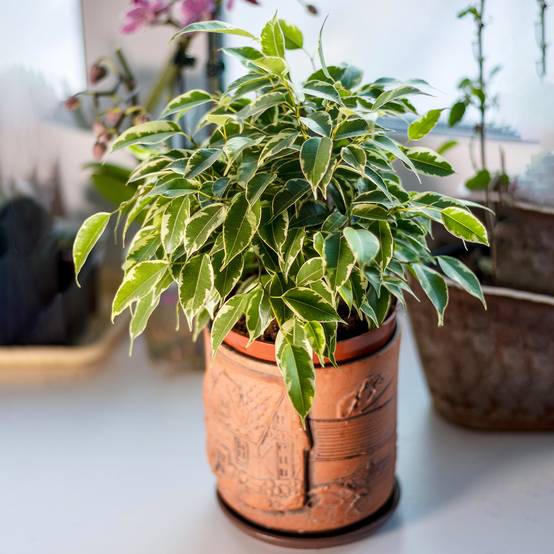Gardenersdream - Ficus Starlight | Figuier Pleureur Panaché À Feuilles Persistantes | Parfaite Plante De Maison Ou Bureau - GardenersDream - Image 1