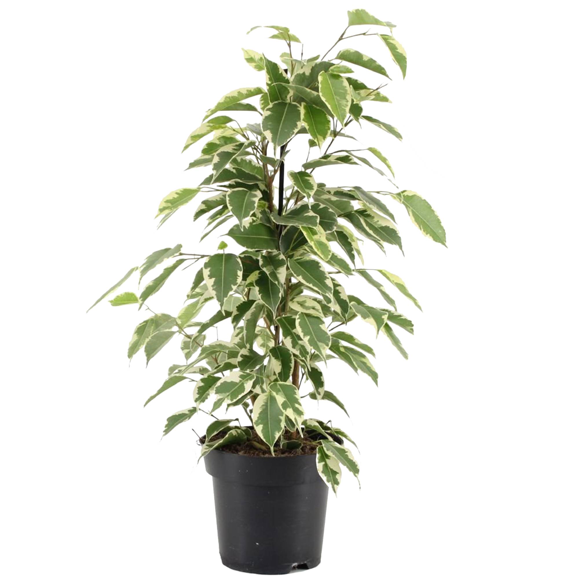 Gardenersdream - Ficus Starlight | Figuier Pleureur Panaché À Feuilles Persistantes | Parfaite Plante De Maison Ou Bureau - GardenersDream - Image 2