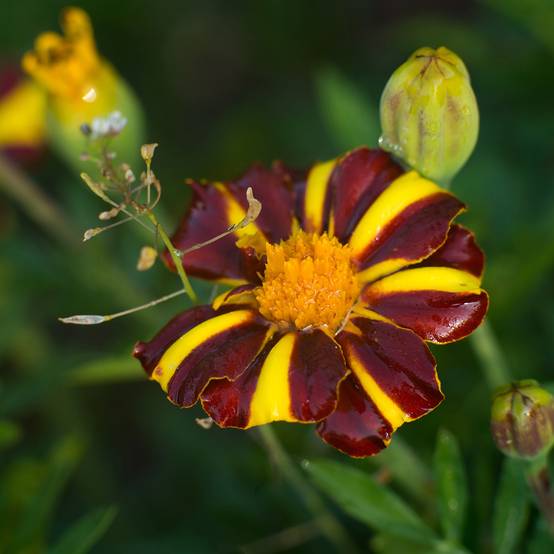Graines d'Œillet d'Inde Grand Arlequin - Tagetes patula le sachet de 300 graines environ (1g)