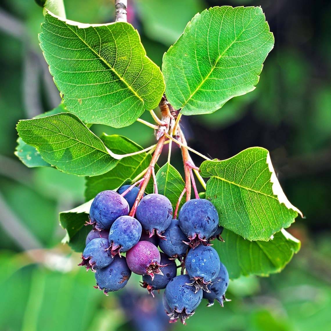 Amelanchier alnifolia Saskatoon Berry Pot de 12L/15L