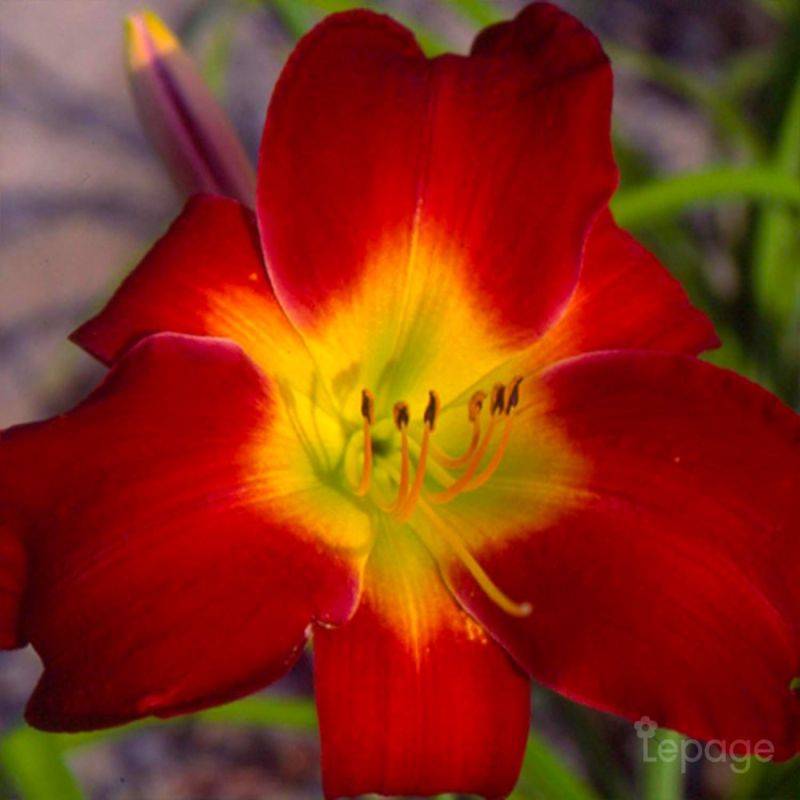 3 Hémérocalles 'Cherry Festival' (Hemerocallis 'Cherry Festival') - Lot de 3 vivaces - Pépinières Naudet - Imagen 1