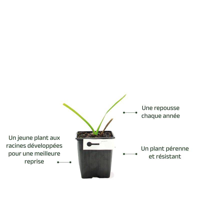 3 Hémérocalles 'Cherry Festival' (Hemerocallis 'Cherry Festival') - Lot de 3 vivaces - Pépinières Naudet - Imagen 3